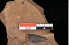 Foto (Detailansicht) von Pinus latoniae Ettingshausen (NHMW-GEO-2024-0188-0337)